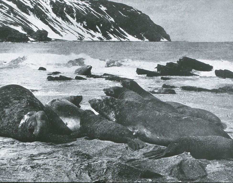 Sea Elephants [1922]