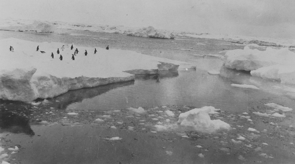 Penguins on an ice floe DUNIH 1.346