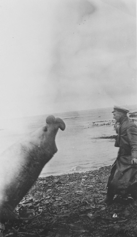 Man and elephant seal DUNIH 1.366