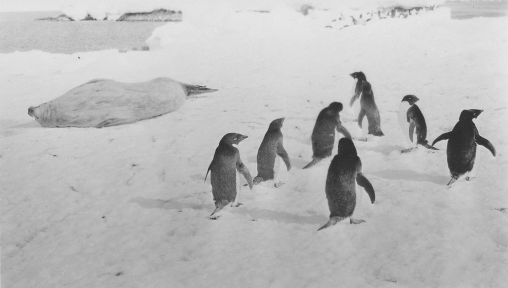 Group of Adelie penguins with a seal in the background DUNIH 1.372