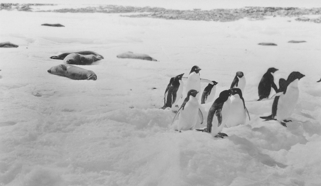 Group of Adelie penguins with seals in backgound DUNIH 1.373
