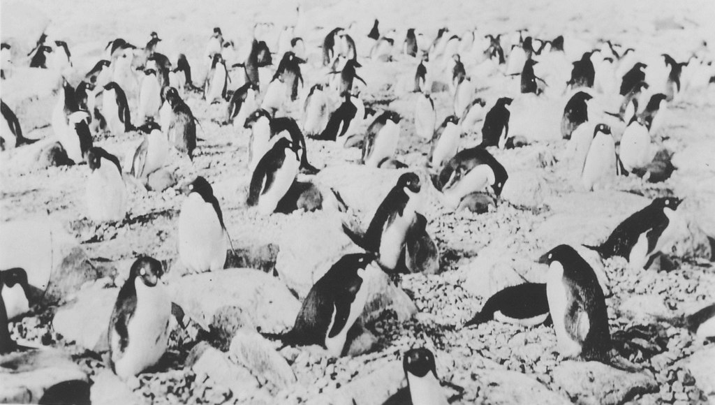 Penguin colony DUNIH 1.374