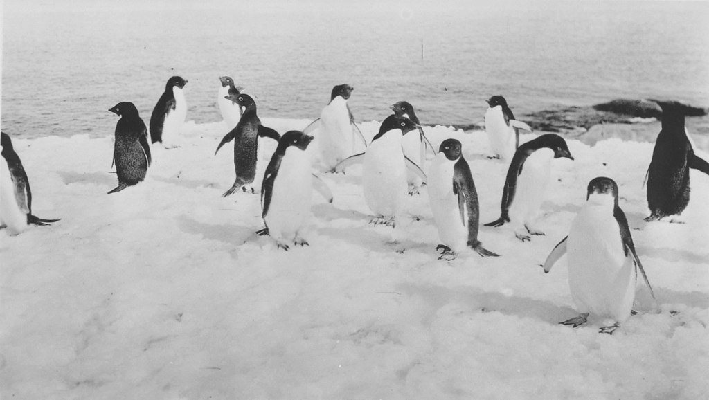 Group of Adelie penguins DUNIH 1.375