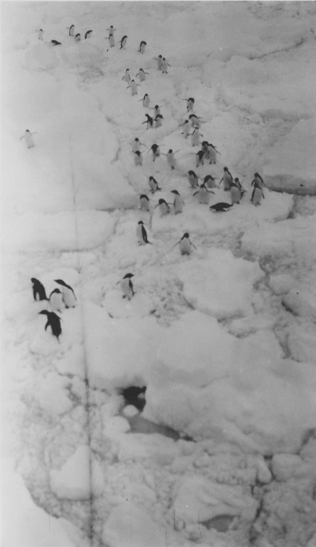 Penguins walking in file on pack ice DUNIH 1.376