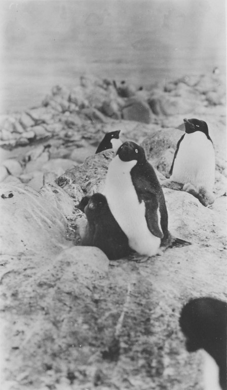 Group of Adelie penguins, mother and young in centre. DUNIH 1.377