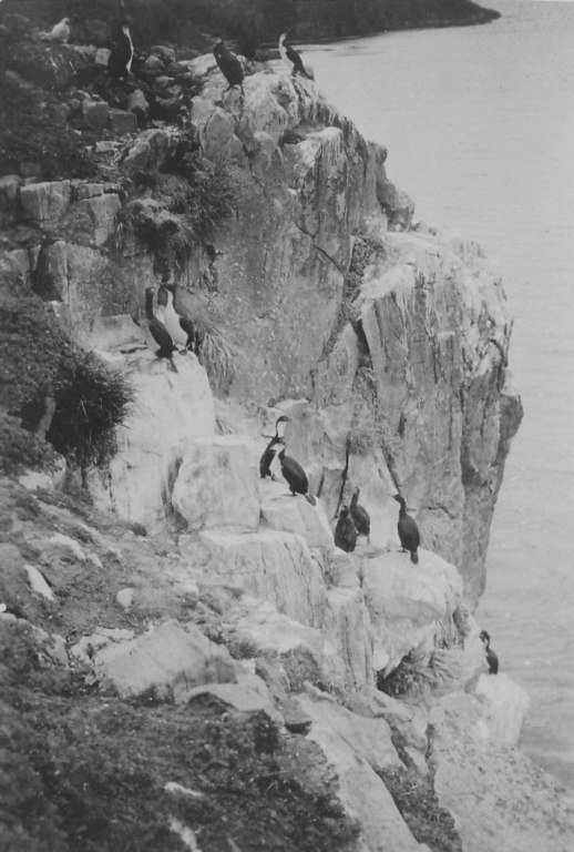 Shag rookery at Observatory Bay DUNIH 1.380