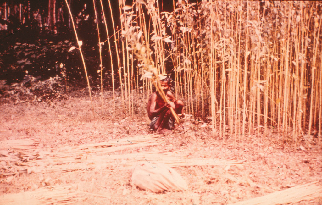 Harvesting raw jute in India DUNIH 2006.1.15.1