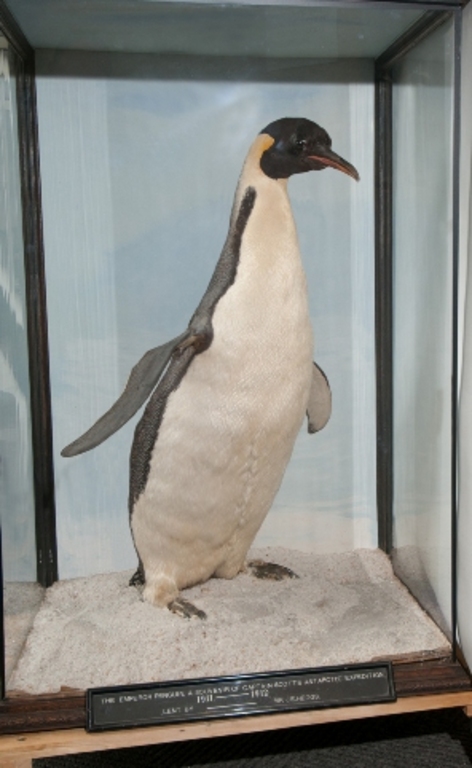 Emperor Penguin DUNIH 2007.26