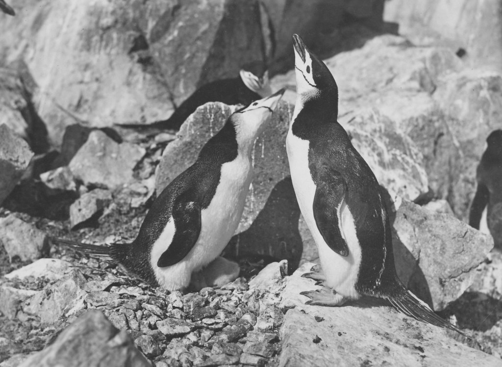 Photograph of a Penguin DUNIH 2007.44.3