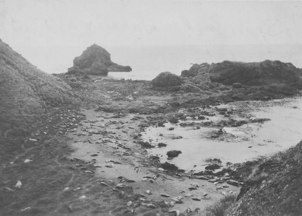 From "Discovery II" of seals, Macquarie Island, 1930 DUNIH 2008.100.12