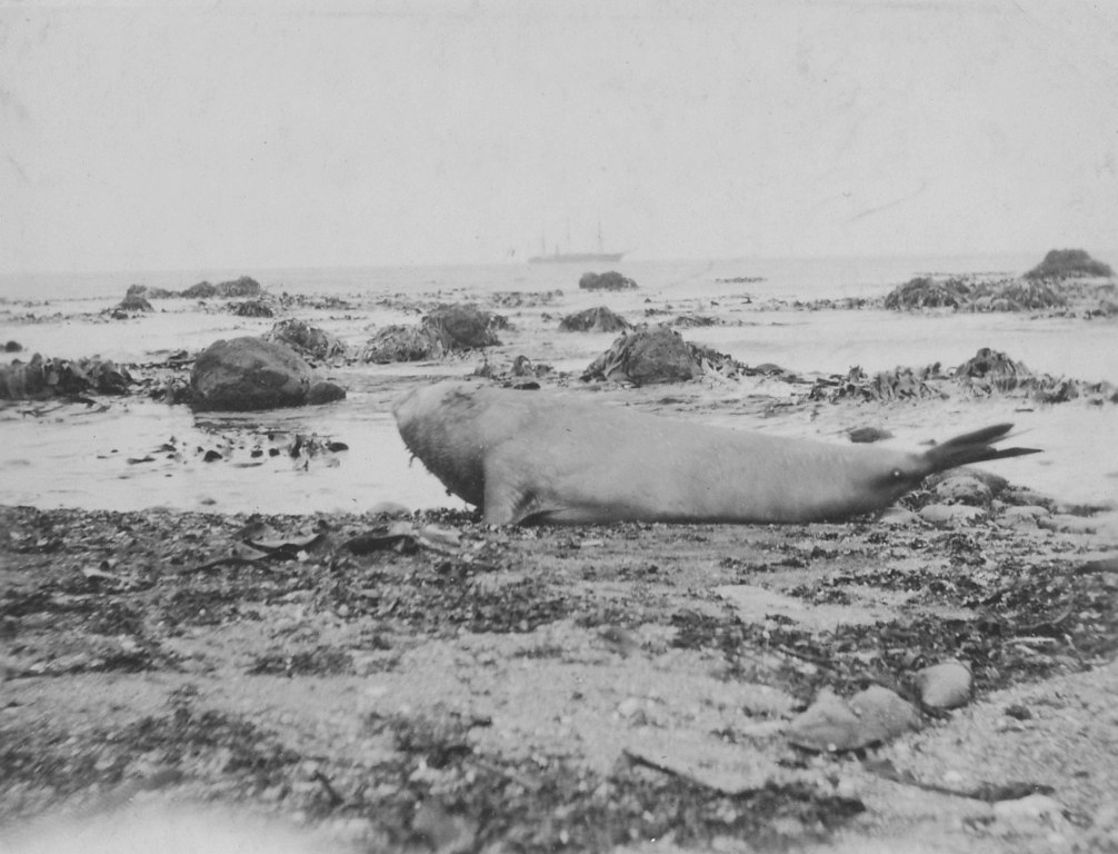 From "Discovery II" of a Sea Elephant, 1930 DUNIH 2008.100.3