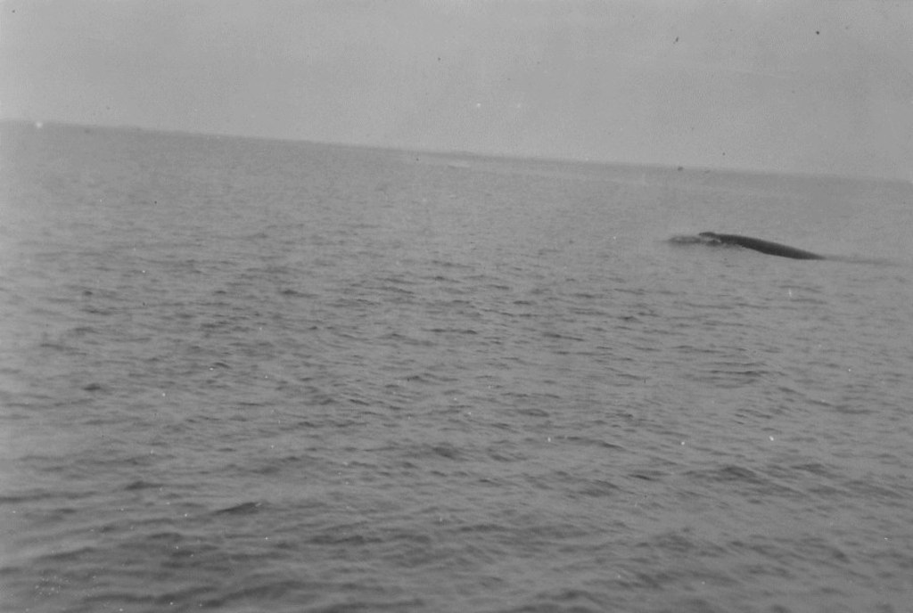 A whale from &#39;&#39;Discovery II&#39;&#39; DUNIH 2008.99.3