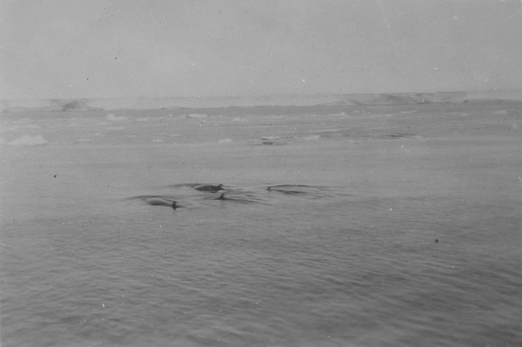 Whales from "Discovery II" DUNIH 2008.99.4