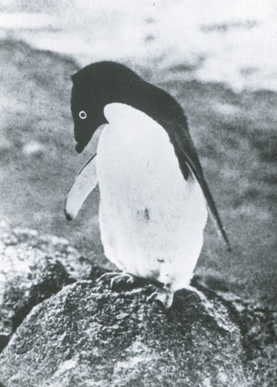Single Adelie penguin ROY.30.2.57