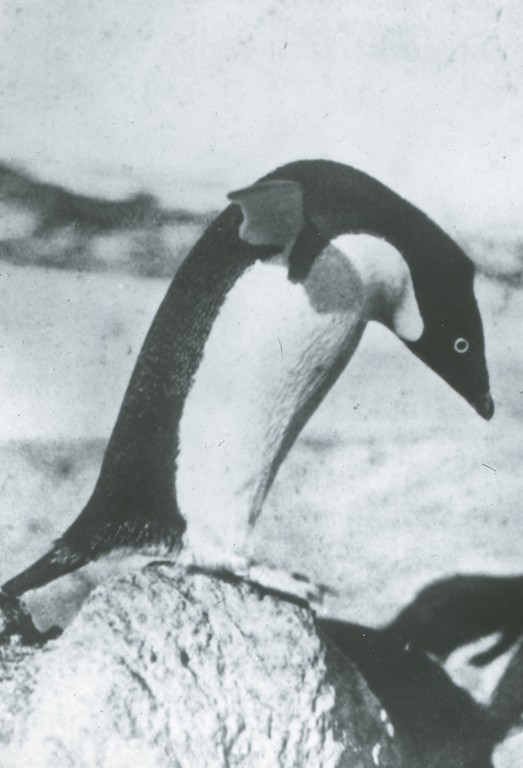 Single penguin leaning forward ROY.30.2.58