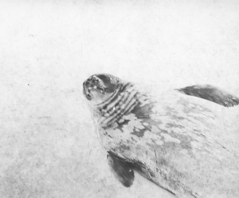 Weddell seal ROY.30.4.46