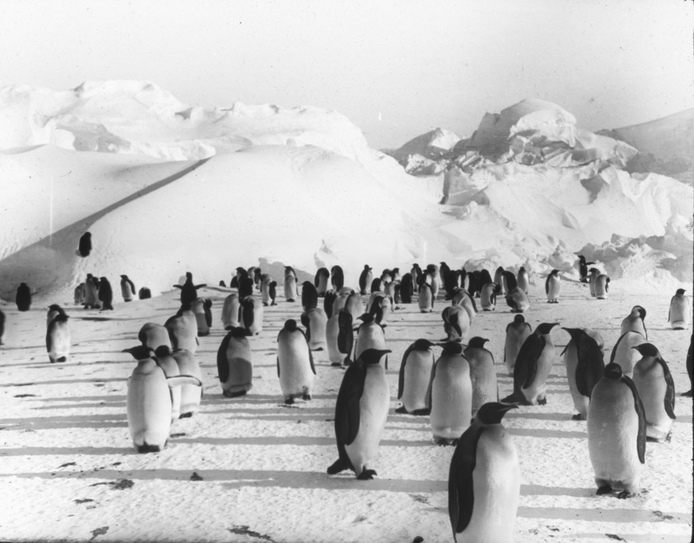 Emperor penguin colony in Discovery at Dundee Heritage Trust