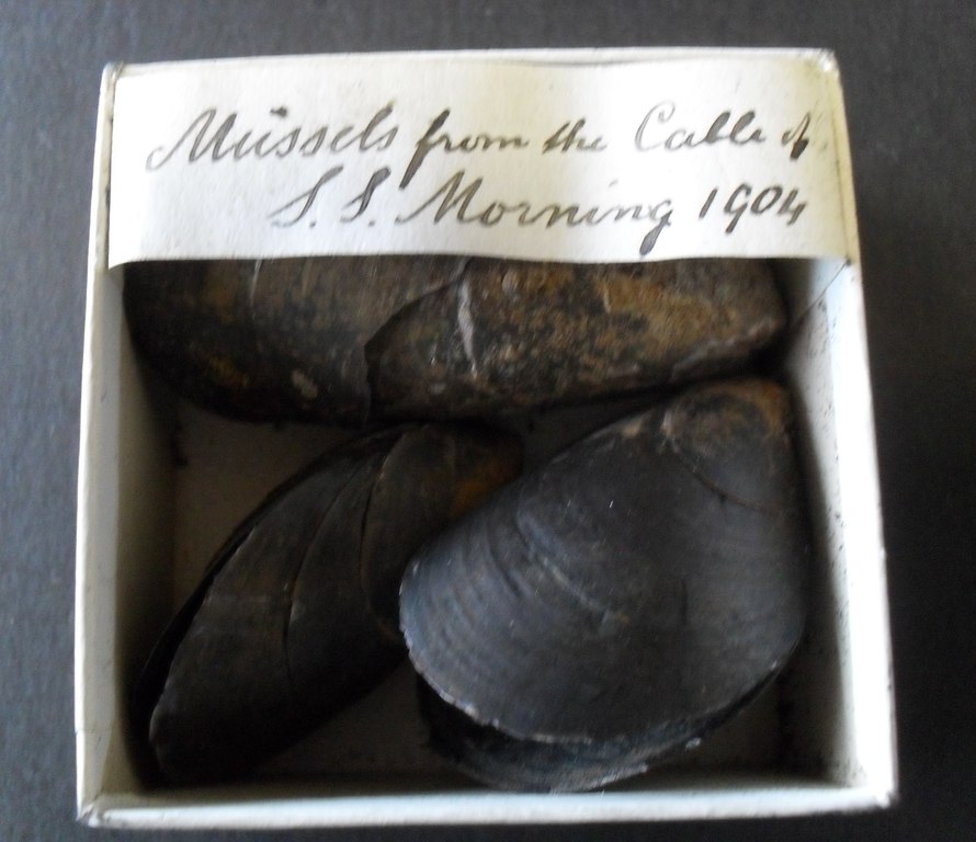 Mussel shells taken from the Morning's cable in 1904 W 79.133.14