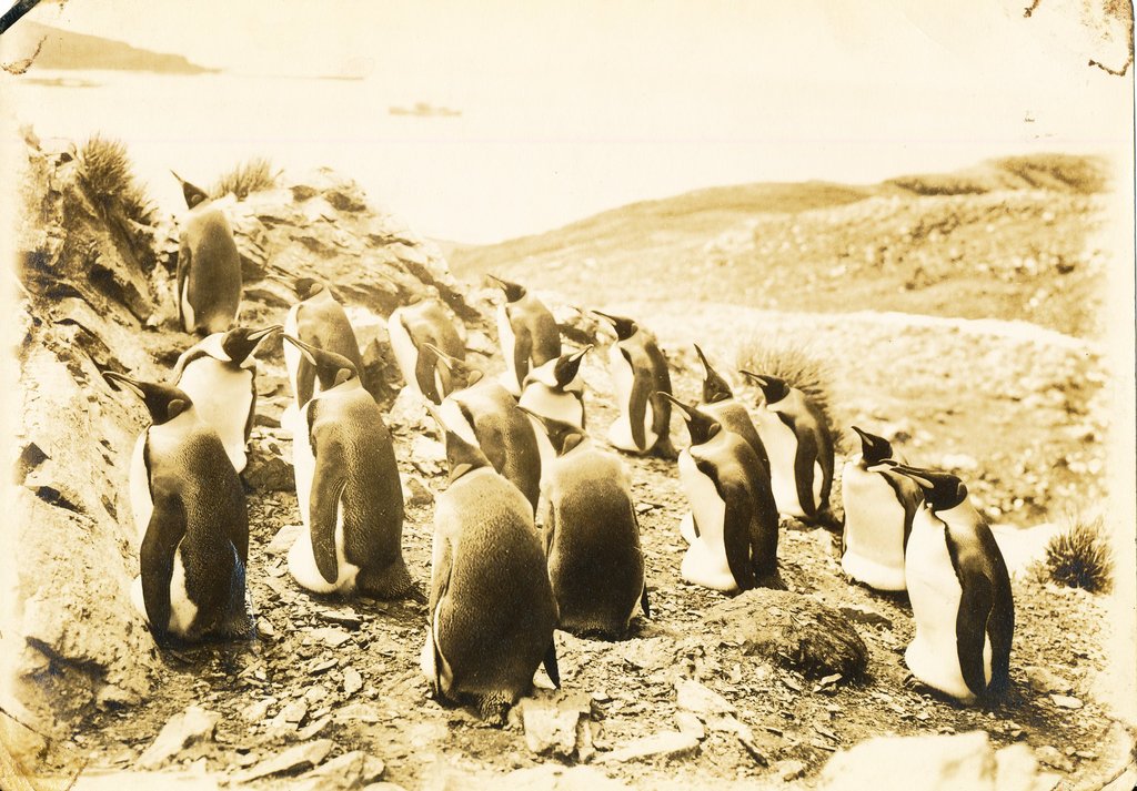 Black and White Photograph of King Penguins, Discovery II DUNIH 2016.6.4