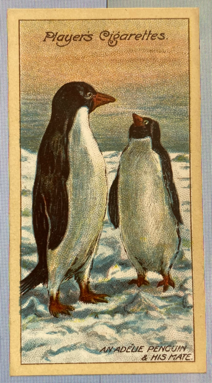 CIGARETTE CARD, Second Series no.20, An Adelie Penguin and his Mate, one of a collection of cigarette cards detailing Polar Exploration DUNIH 2022.18.45