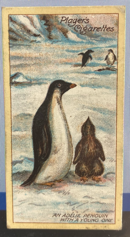 CIGARETTE CARD, Second Series no.21, An Adelie Penguin with a Young One, one of a collection of cigarette cards detailing Polar Exploration DUNIH 2022.18.46