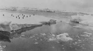 Image of Penguins on an ice floe DUNIH 1.346
