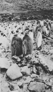 Image of Gentoo penguin colony DUNIH 1.370