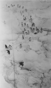 Image of Penguins walking in file on pack ice DUNIH 1.376