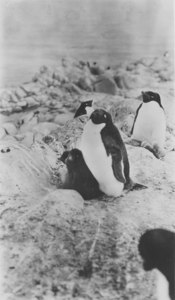 Image of Group of Adelie penguins, mother and young in centre. DUNIH 1.377
