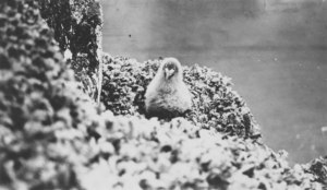 Image of Unidentified Bird DUNIH 1.378