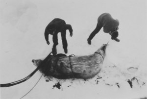 Image of Two crew members trussing up a seal DUNIH 1.393