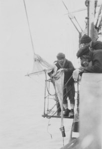 Image of Crew members casting a plankton net DUNIH 1.396