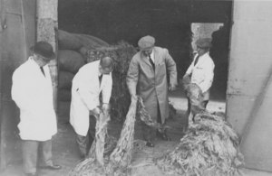 Image of Four workers inspecting jute DUNIH 106.17