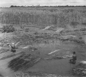 Image of Jute plants being retted DUNIH 200.11