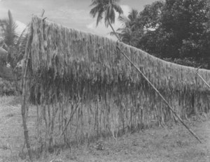Image of Jute plants hung up to dry DUNIH 200.12