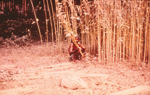 Image of Harvesting raw jute in India DUNIH 2006.1.15.1