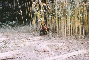 Image of Jute manufacturing in India - harvesting DUNIH 2006.1.59.1