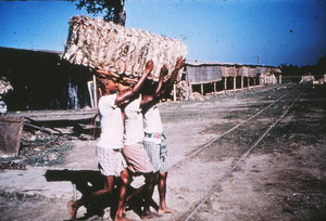 Image of Jute manufacturing in India - harvesting DUNIH 2006.1.59.4