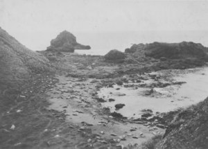 Image of From "Discovery II" of seals, Macquarie Island, 1930 DUNIH 2008.100.12
