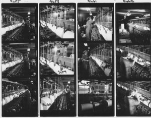 Image of Contact sheet of jute manufacturing DUNIH 2008.106.14