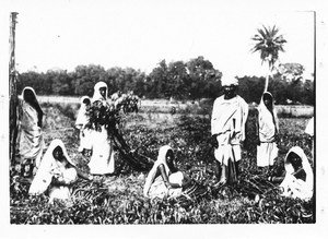 Image of Life in India (Calcutta) - workers in field DUNIH 2008.15.12