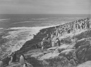Image of Penguin colony DUNIH 2008.60.9