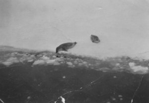 Image of Seals from &#39;&#39;Discovery II&#39;&#39; DUNIH 2008.99.6