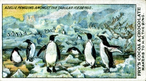 Image of Commemorative Chocolate Card- Adelie Penguins DUNIH 2011.2.10