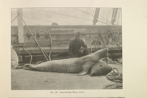 Image of National Antarctic Expedition 1902-1904, Vol II- Zoology DUNIH 443.2