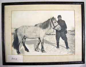 Image of Edward Wilson holding the reigns of a Siberian pony. ROY.17