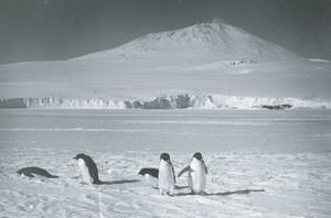 Image of The Monarch of the Antarctic ROY.30.2.56