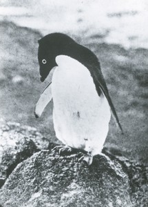 Image of Single Adelie penguin ROY.30.2.57