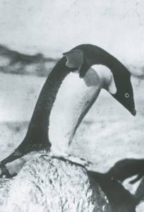 Image of Single penguin leaning forward ROY.30.2.58