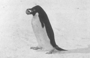Image of Adelie penguin carrying a rock ROY.30.3.13